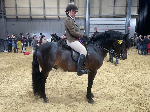 Ellena Thomas and Hilltop Ned win the New Forest final of the year at the 2021 Horse of the Year Show