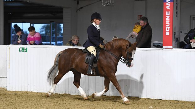 Rebecca Penny riding Lynuck Showman at BSPS Heritage Championships 2021