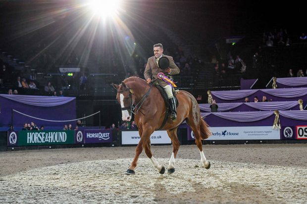 Dublin Street Fighter and Matthew Ainsworth win the heavyweight show hunter of the year final at HOYS 2021