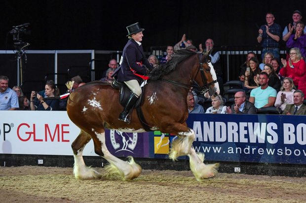 Glenside Matthew’s Flower Of Scotland and Kirsty Aird win the ridden heavy horse title at HOYS 2021