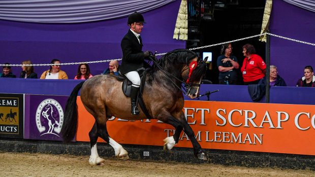 Menai Eurostar is HOYS M&M supreme