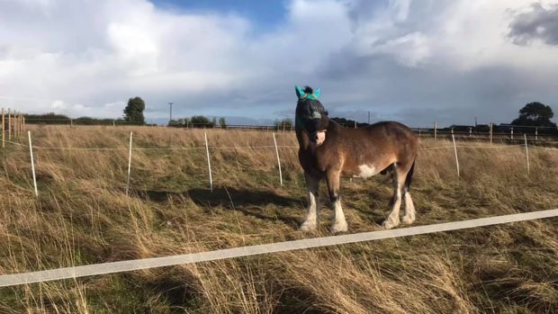 Hovis at his new yard