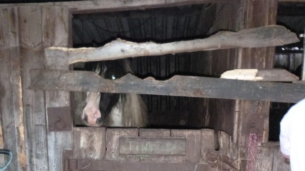 horses rescued