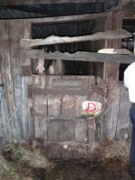 horses rescues