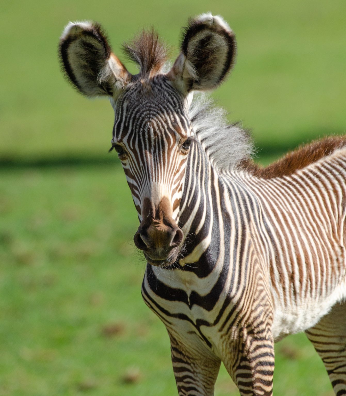 Rare breed zebra foal delights visitors with surprise arrival