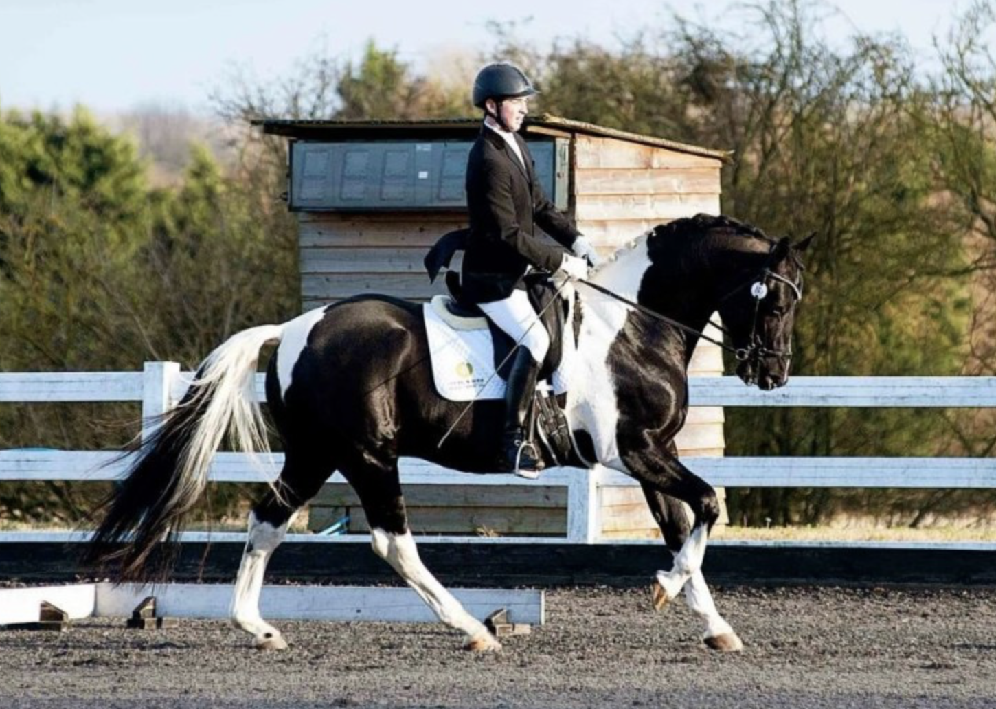 Horses for sale £20,000 and over