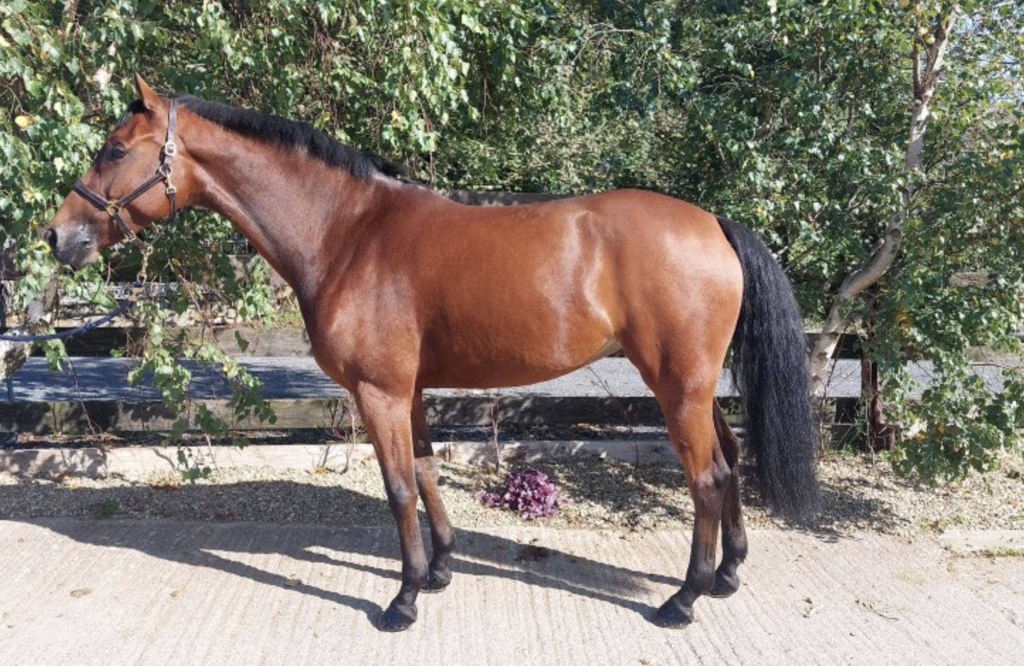 horses for sale over £20000