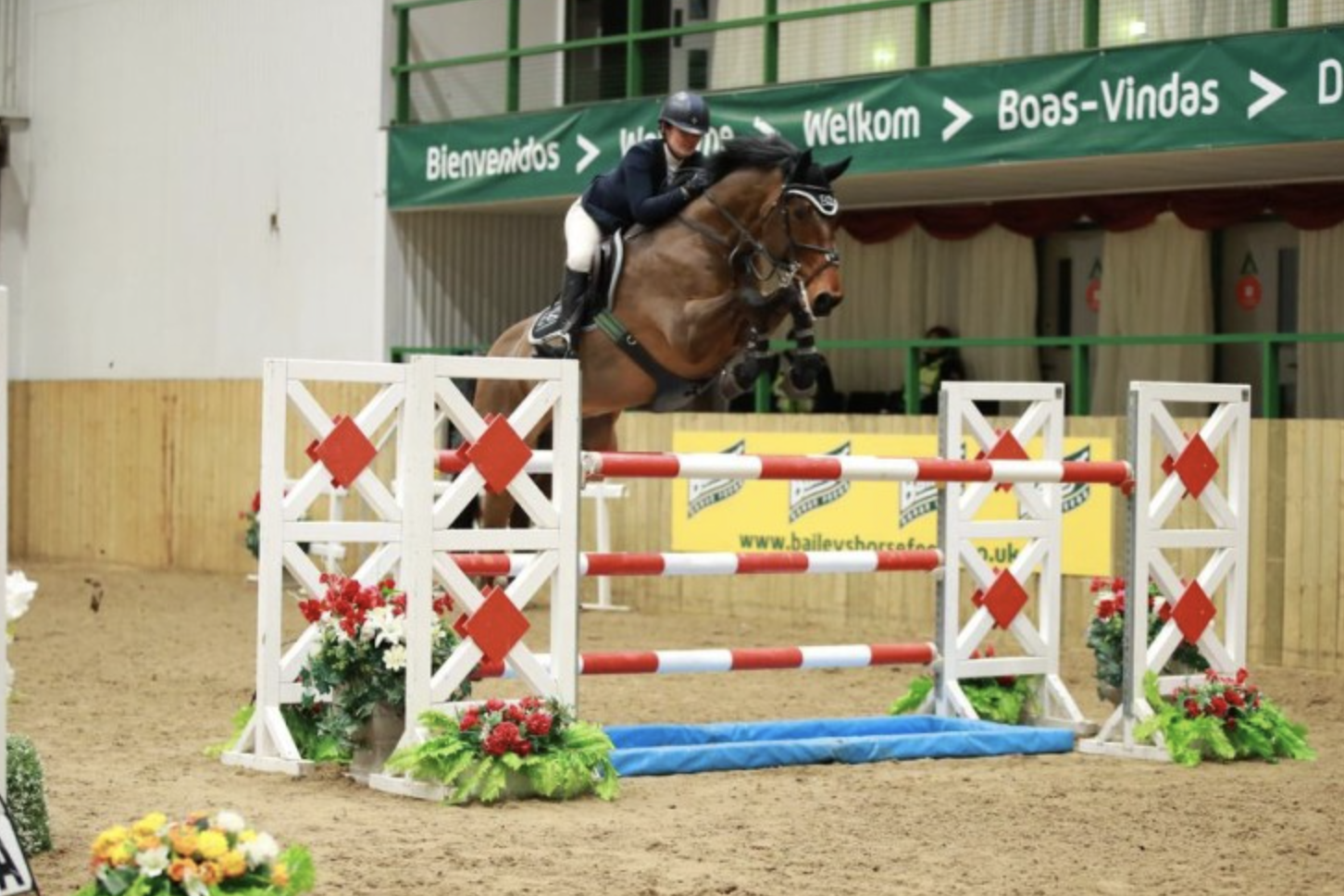 horses for sale over £20000