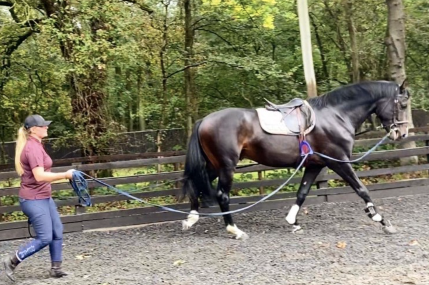 horses for sale over £20000