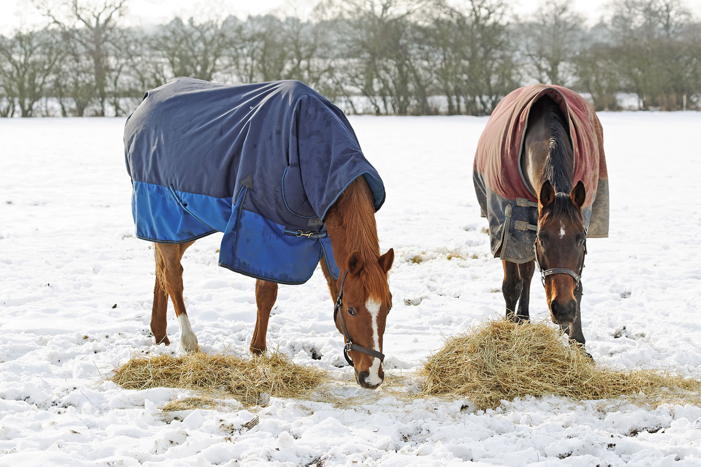 Snowy-Grazing-pic_1400px