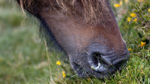 A Dartmoor pony with strangles grazes on the moor