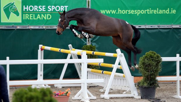 2021 Goresbridge Go For Gold results: MBF Starburst topped the sale