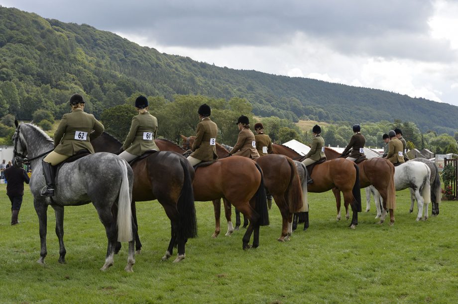 teach a horse to stand still