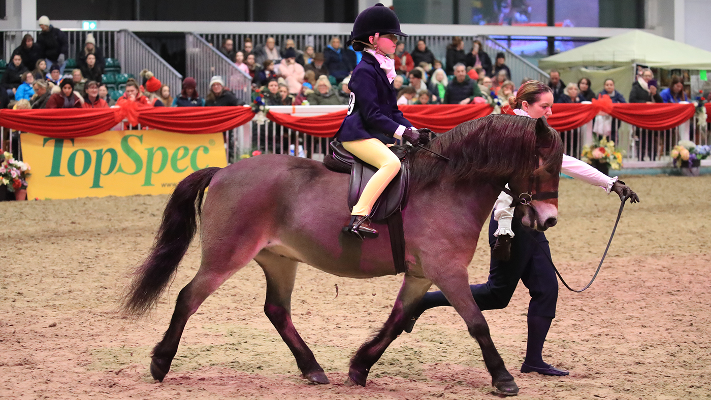 Bluebarn Beharry on his way to the ridden supreme title at STARS Champion of Champions show