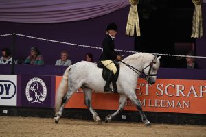 Vicki Casey Frederiksminde Volcano and Vicki Casey win HOYS in 2019