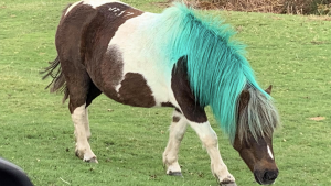 Dartmoor Hill Ponies have been spray painted with green manes