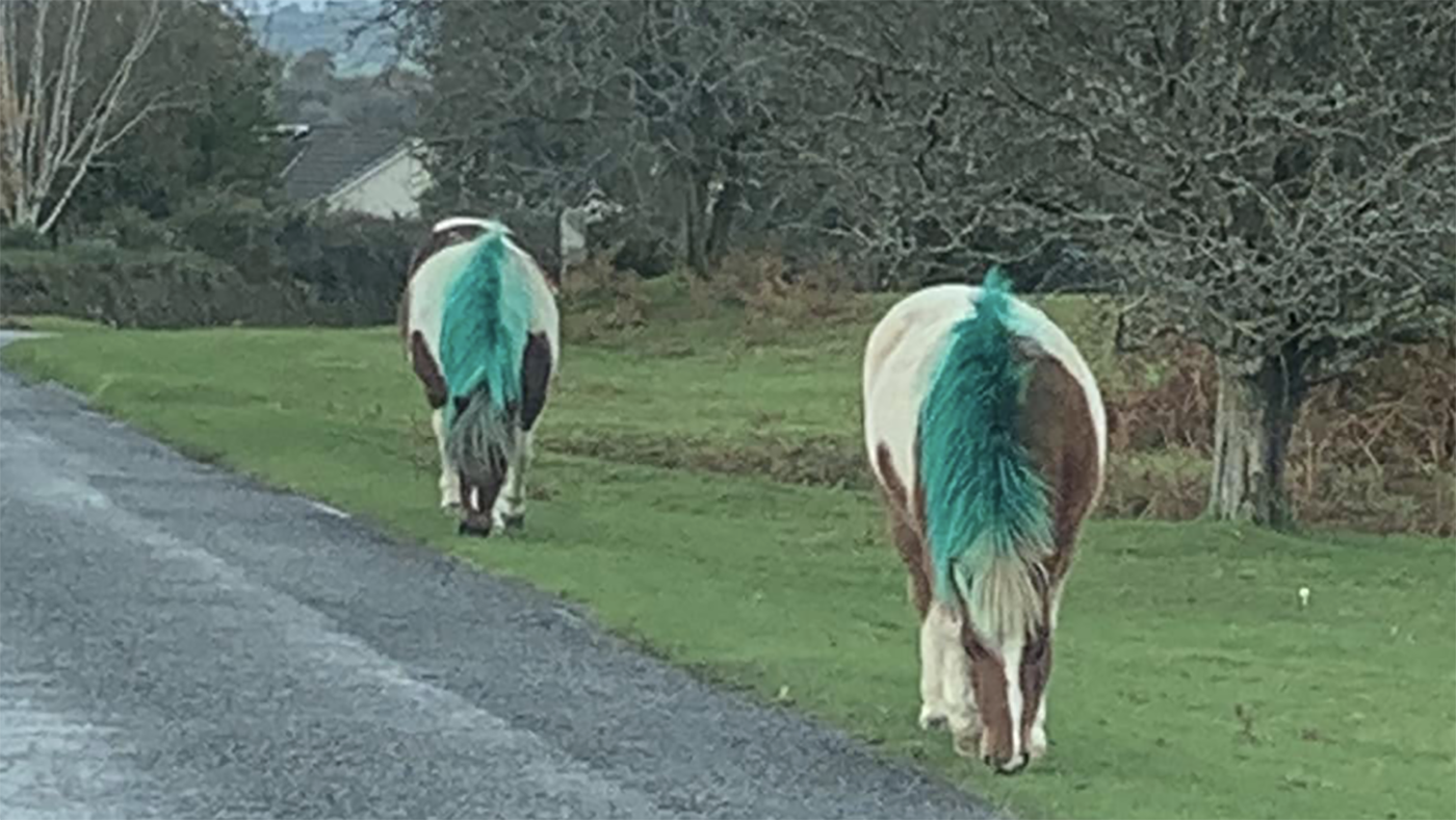 Dartmoor Hill Pony spray paint