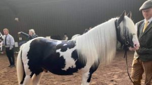 Dennis the mini cob colt with a remembrance poppy-shaped marking