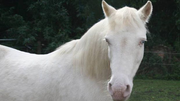 Gaddesden Place Riding for the Disabled pony Gemma has died aged 32