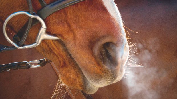 Social licence: horse world urged to be on the ‘front foot’