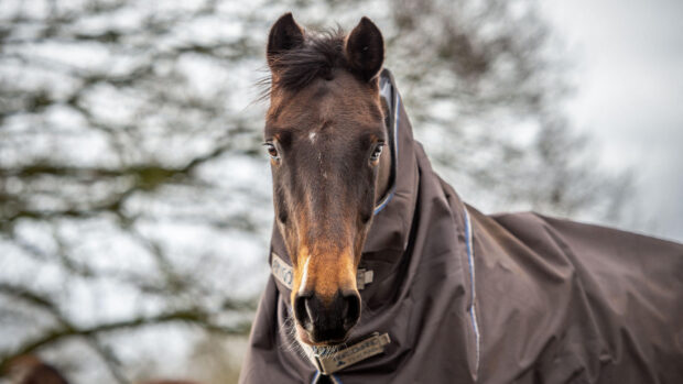 Horse looking directly at the camera wearing a rug