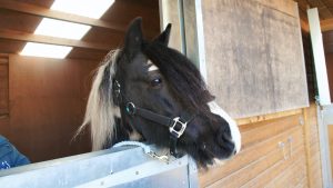 Ebony Horse Club pony