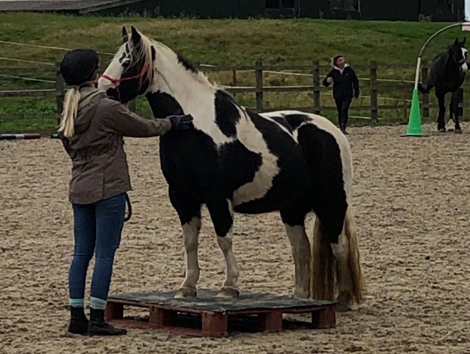 Cranberry the rescued Christmas pony wins first competition in new home