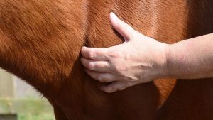 A horse receiving a shiastu massage