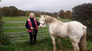 companion pony