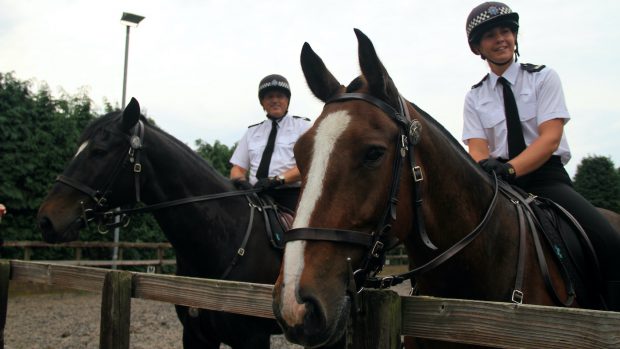 police horse
