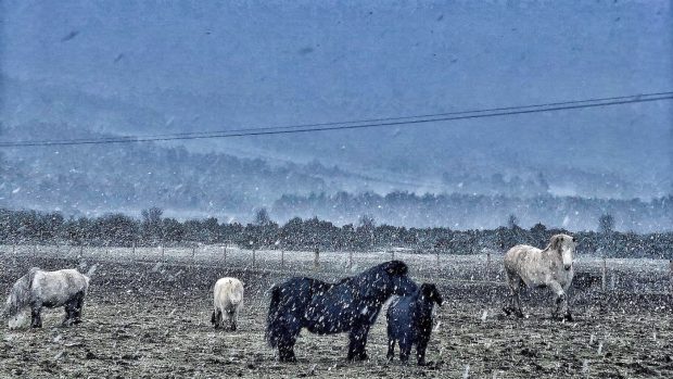 Horseback UK is appealing for help following Storm Arwen