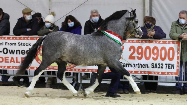 Ilar Dakota at Royal Welsh Winter Fair