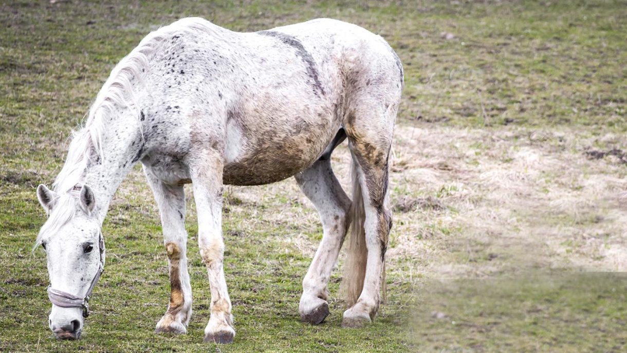50 things horse owners (really, really) can't live without Horse & Hound