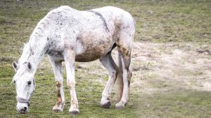 how to remove stable stains