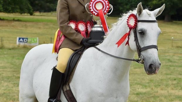 rehoming rescue horses