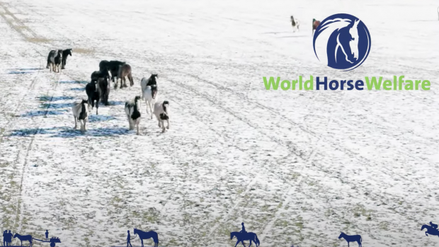 World Horse Welfare Christmas message 2021