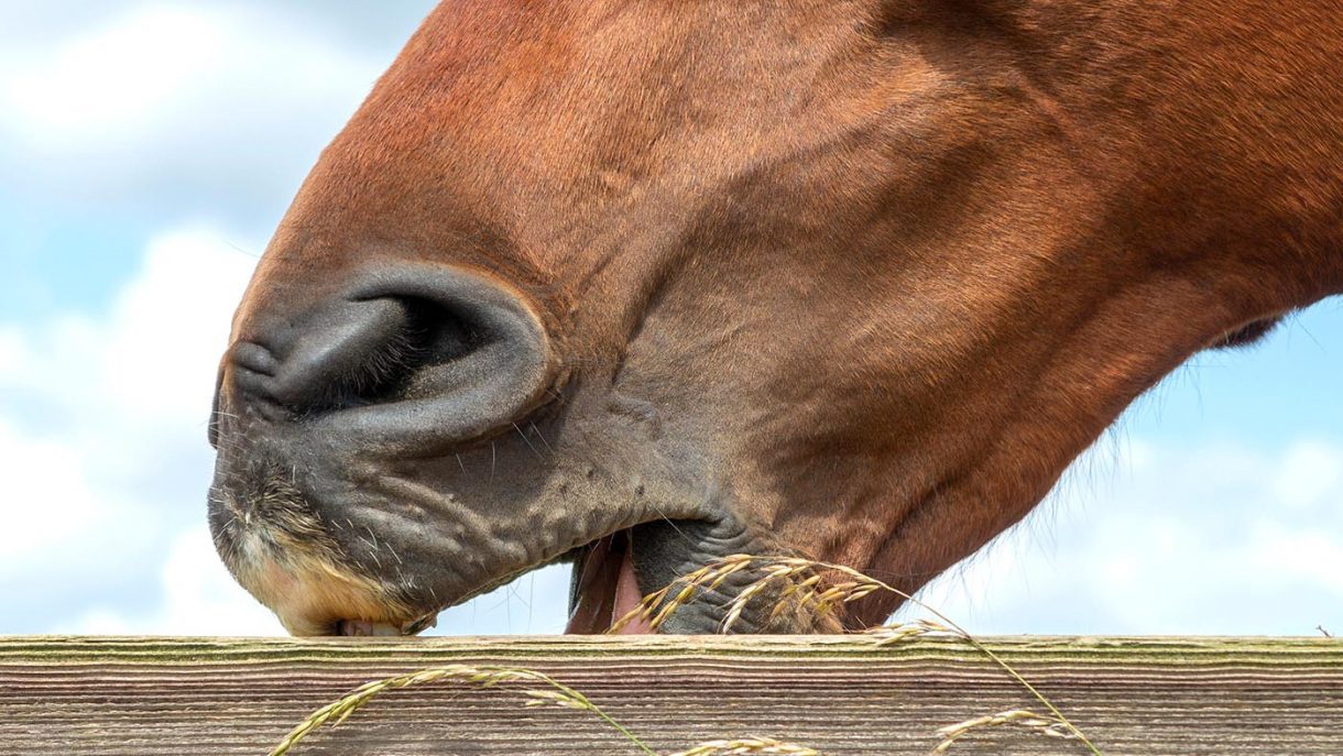 Preventing crib biting Horse & Hound