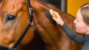 how to groom horse