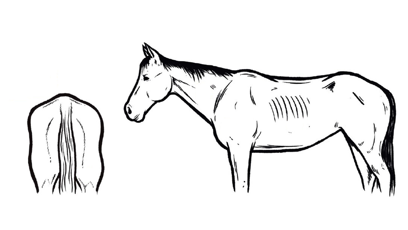 Body condition score for horses