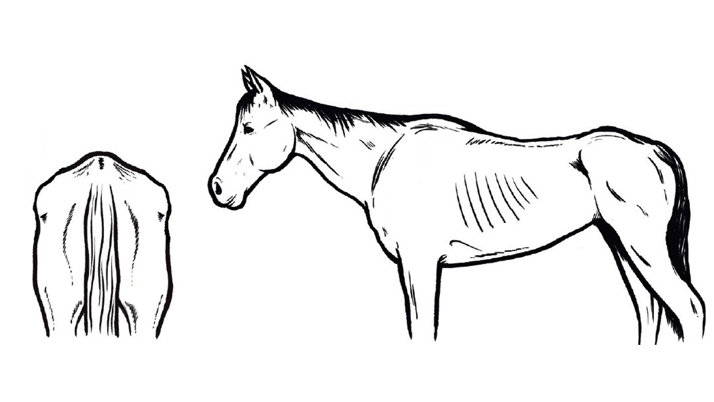 Body condition score for horses