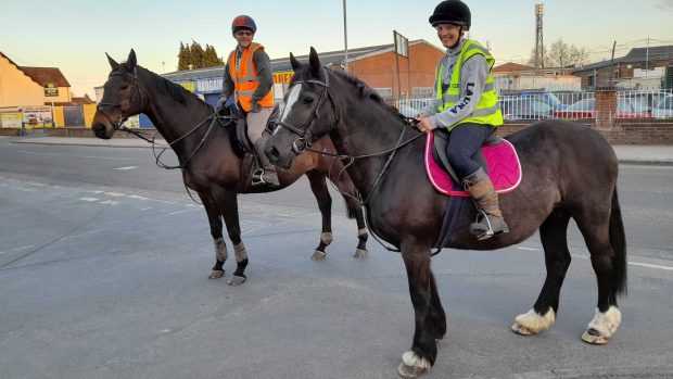 Staffordshire bull terrier
