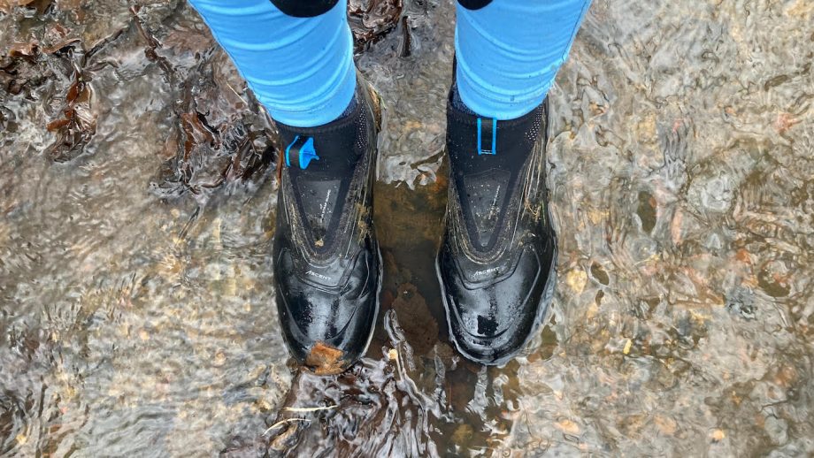 Deep litter bedding for horses pros and cons what you need to know