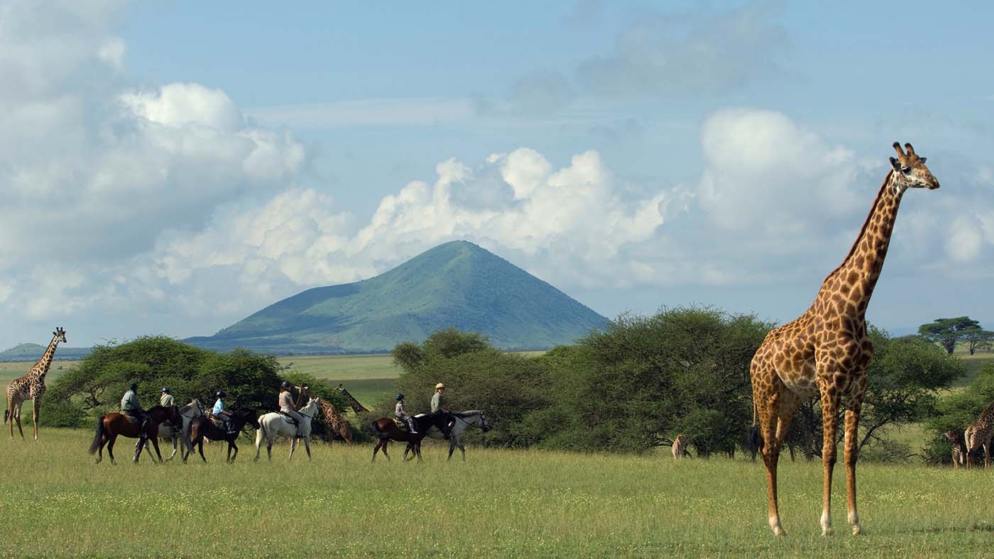 Safari horse bucket list