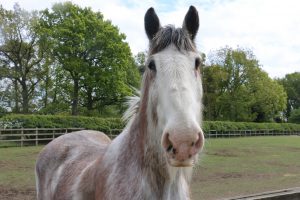 Clydesdale
