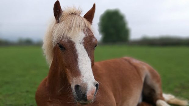 riding for the disabled