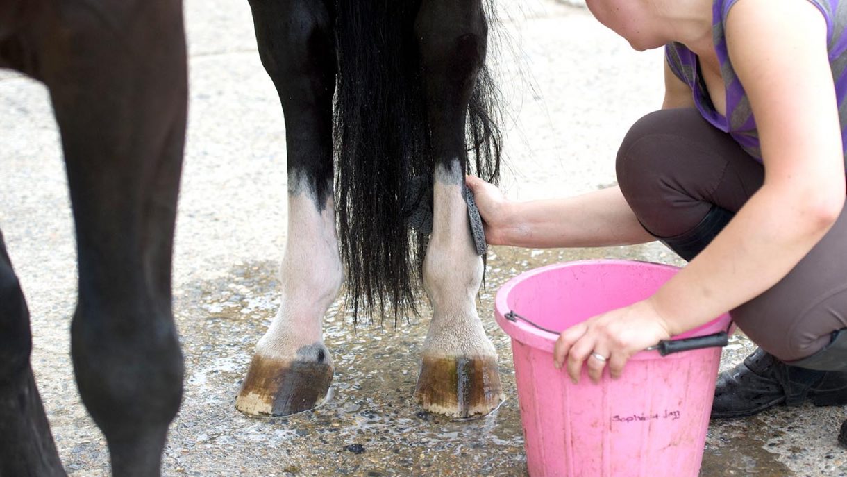 Best portable horse showers for using at home and away Horse & Hound