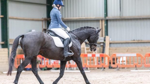 Retraining of Racehorses awards Daffern Seal