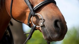 Young horse with a snaffle bit