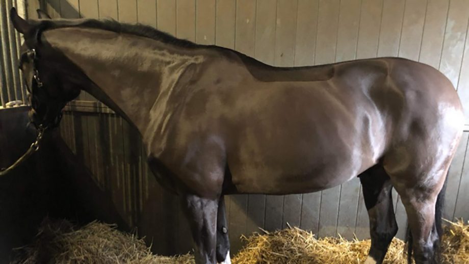 A horse clipped with the Liveryman Black Beauty clippers