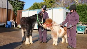 pony